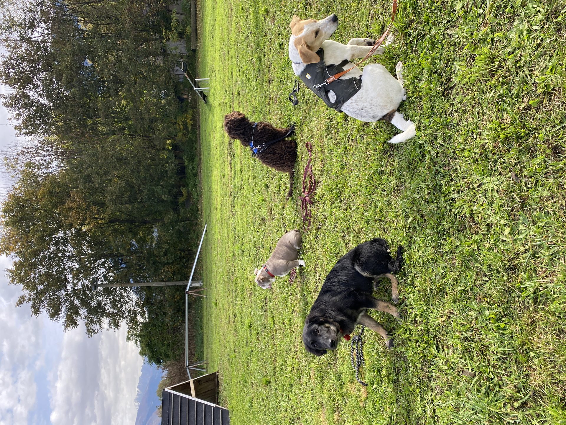 Séance d'éducation canine en groupe